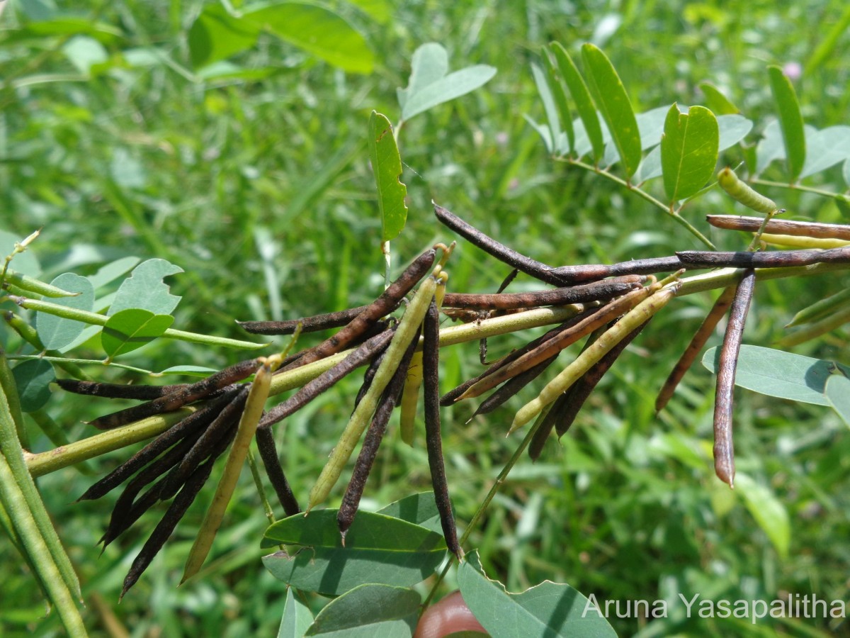 Indigofera tinctoria L.